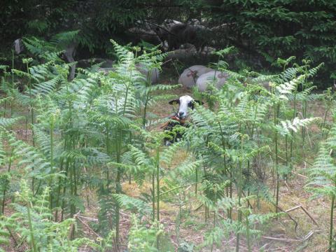 Brebis limousine - crédits photo MASSON